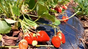 Обзор клубника Клери