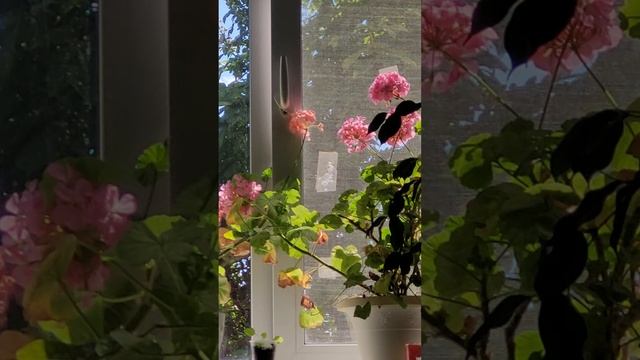 герань смотреть онлайн