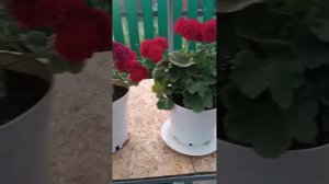 Обзор сорта Пеларгонии - ЮГ Элина Быстрицкая.