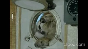 Клип на песню группы СЕКТОР ГАЗА "Подлизывать попец"