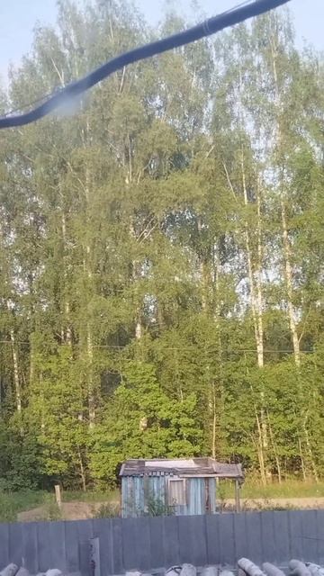 Лось гуляет около дач смотреть онлайн