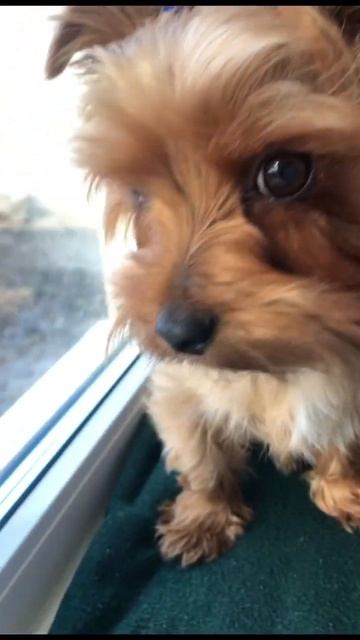 У меня есть собака 🤍 #йоркирулят #dog #york #йоркширскийт? смотреть онлайн