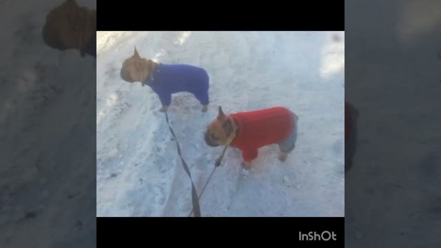 Модники Шанель и Гамми.