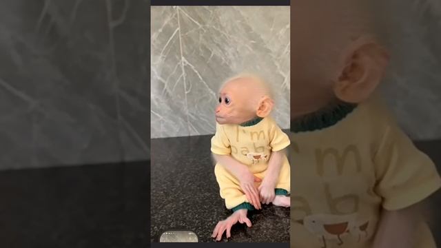 Очень требовательная Little monkey Duke ... 1000008938.mp4 смотреть онлайн