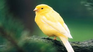 Пение птиц. КАНАРЕЙКА