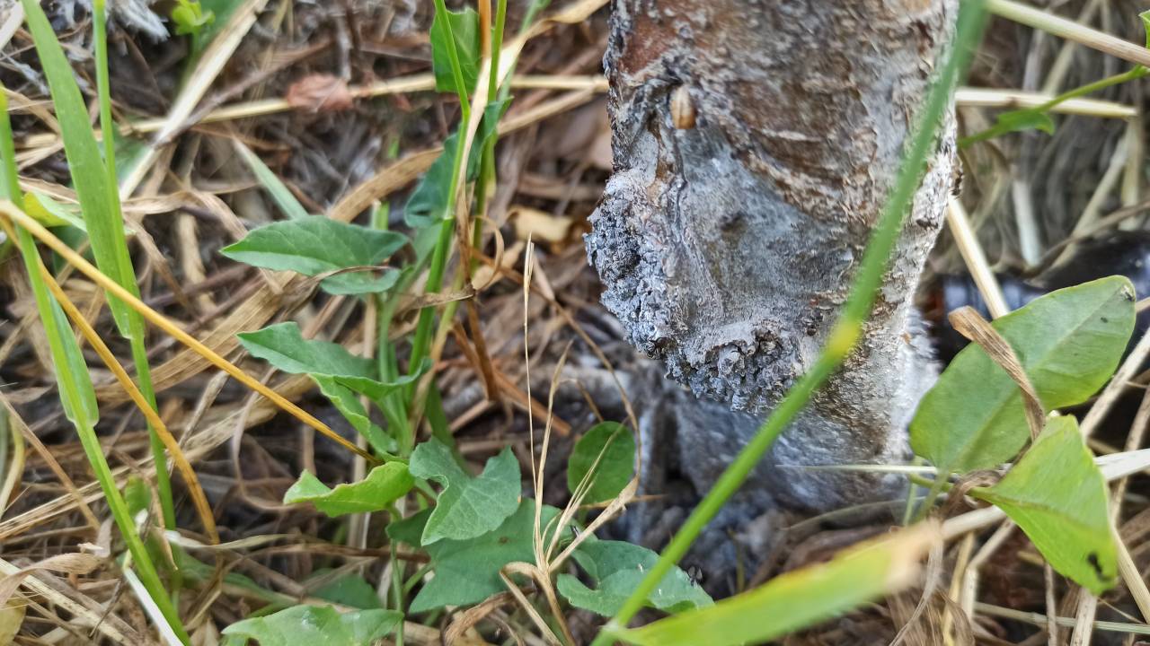 ПРОСТОЙ и БЕЗОПАСНЫЙ способ избавиться от тли и муравьев на деревьях смотреть онлайн