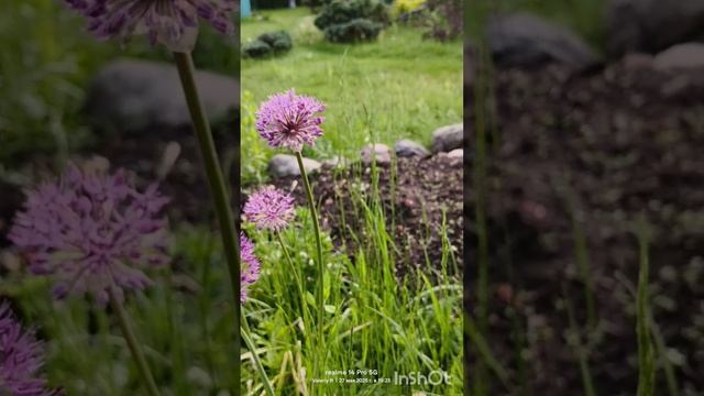 Лук афлатунский 🧅 27.05.2025 #shorts смотреть онлайн