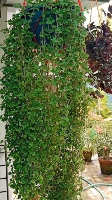 Как красива будра в кашпо, а ведь это - вредный сорняк