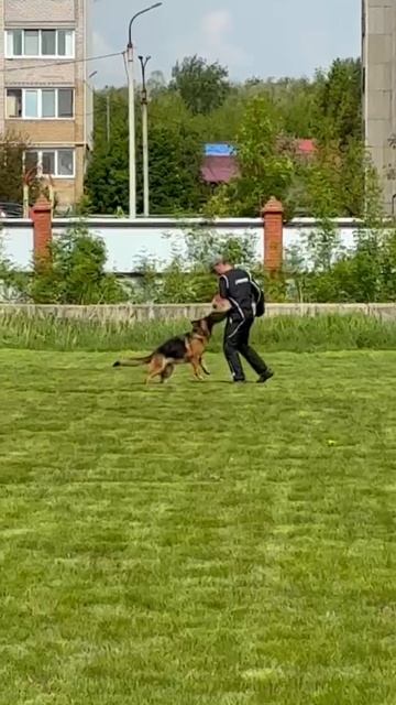 1 Отл. КЧК Блитц Артиг НИКОЛЕ +++ №23 / КЧК УФА 17 мая`25 Н.Морева Моно немецких овчарок