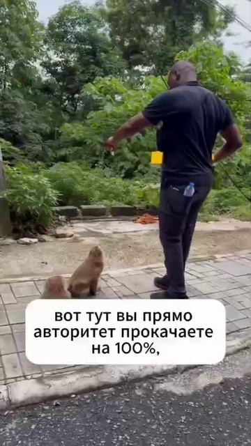 КТО ДЛЯ ОБЕЗЬЯН ГЛАВНЫЙ? КТО ДАЁТ ИЛИ КТО ОТБИРАЕТ смотреть онлайн