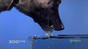 Замедленная сьёмка как пьёт собака