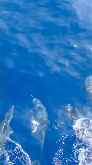 Дельфины Шри-Ланка смотреть онлайн