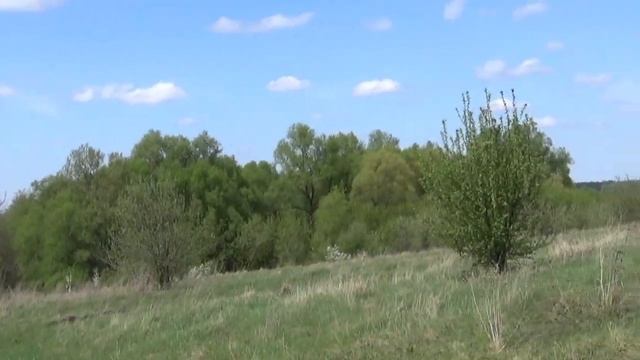 зарница белгородская область