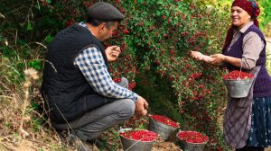 Сбор и Приготовление Красных Ягод Боярышника