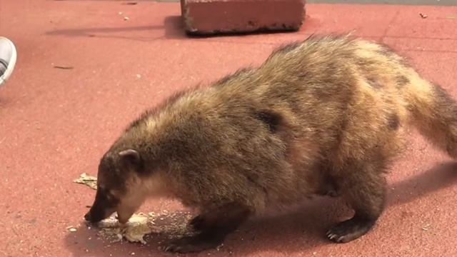 Мляскащо Коати смотреть онлайн