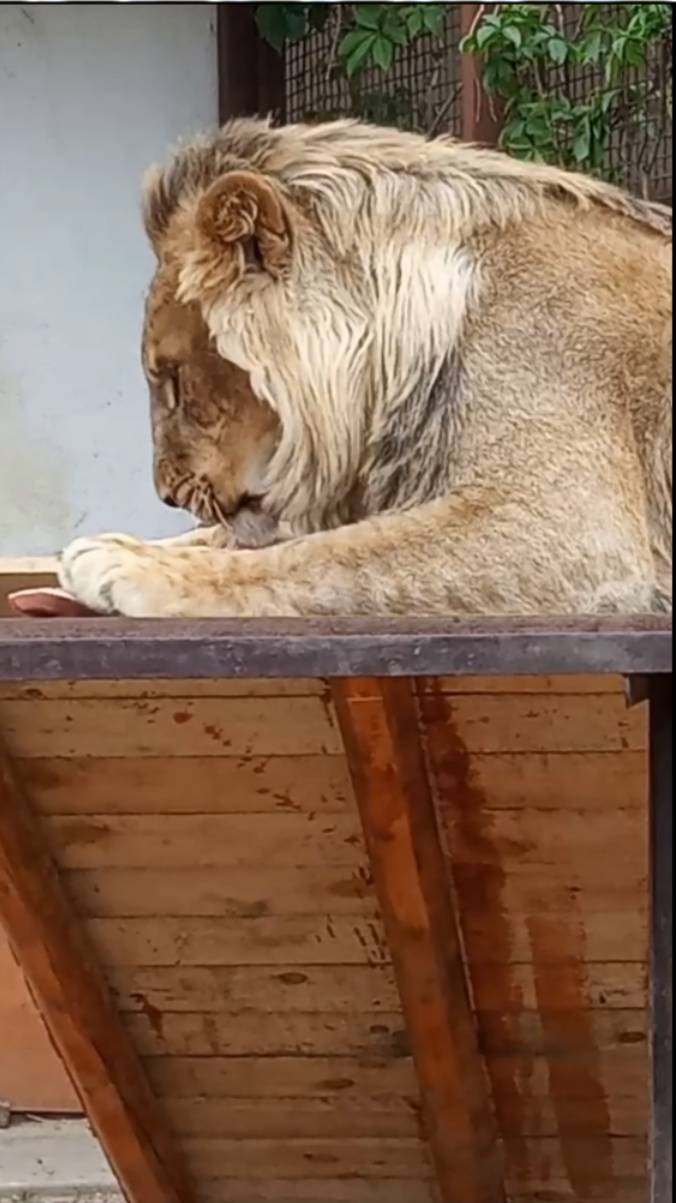 Вы тоже считаете, что лев ШЕРХАН голодает? #шерхан_тайган #шерхан #лев #lion #zoo #shortvideo смотреть онлайн