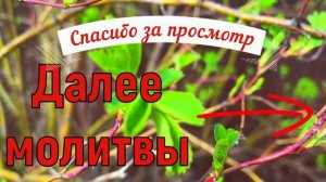 8 мая Марков День. Что нельзя делать 8 мая. Народные при?