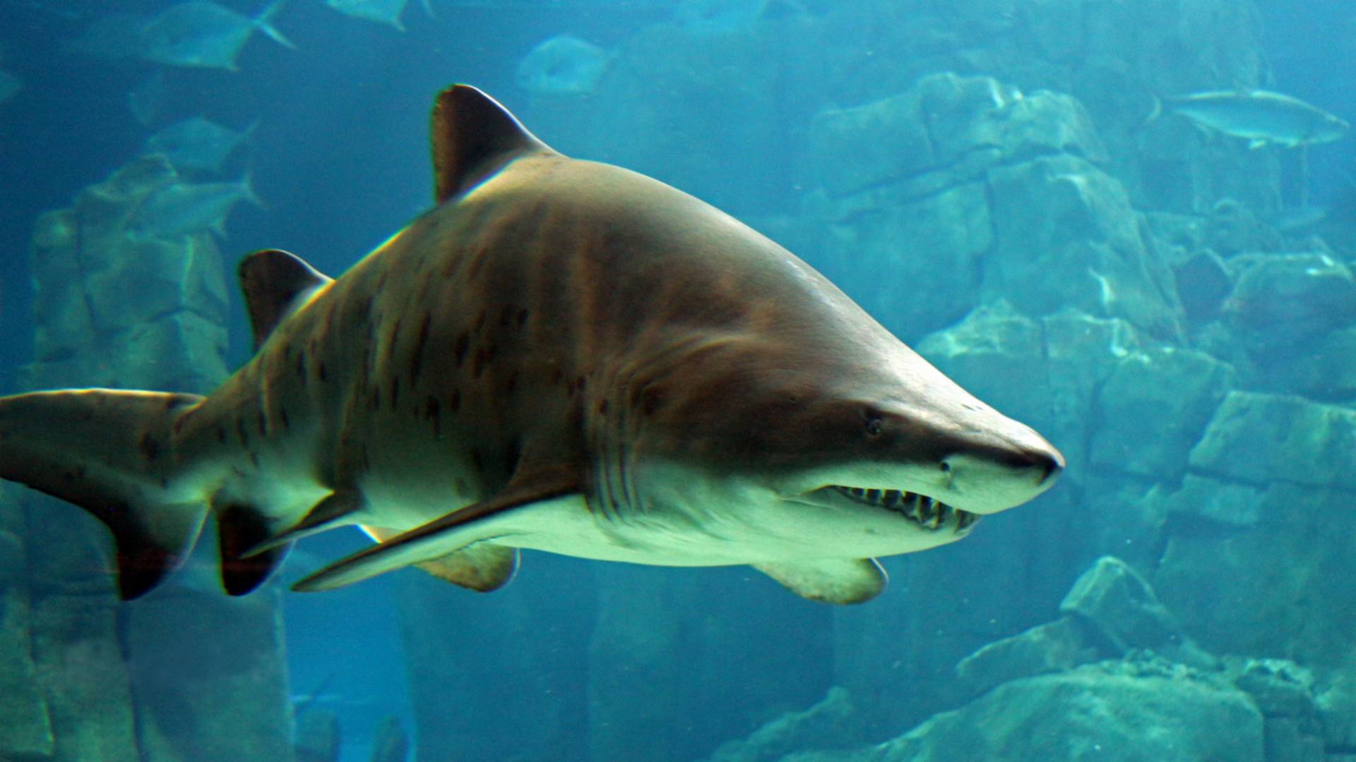 Акулы и скаты в аквариуме Стамбула / Подводный мир / Ретровидео смотреть онлайн