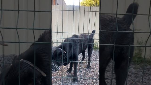 Попу мыть нужно каждый день)) Стаффорды и Алабай