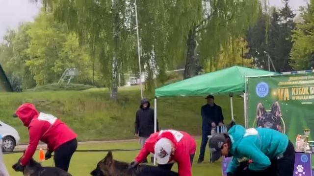 ЮНИОРЫ СУКИ ДШ / КЧК+ БОРИСОВ (BY) 17 мая`25 M.Jovovic Моно немецких овчарок