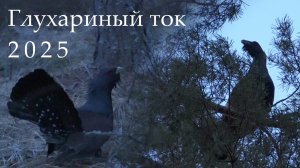 Походы на глухариный ток. Весна 2025 | Встреча с глухарём на земле. Первый удачный подход под песню