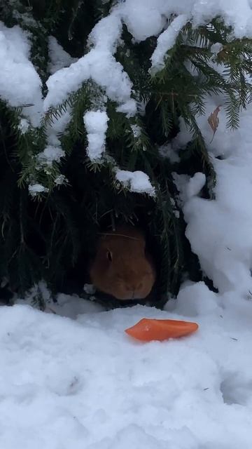 Заиц ❤️ смотреть онлайн