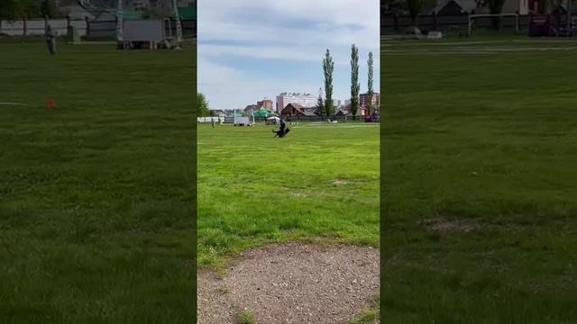 3 Отл. ISOR v. Zisawinkel ++- №7 / КЧК УФА 17 мая`25 Н.Морева Моно немецких овчарок