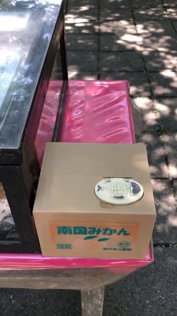 Китти смотреть онлайн