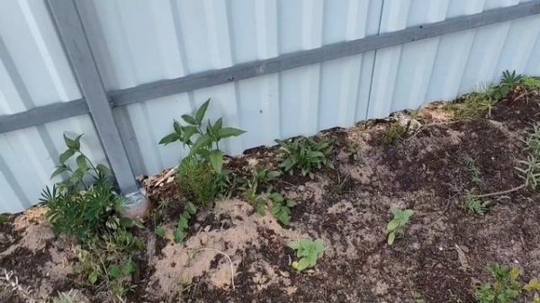 30.05.2025 первая ночевка, перцы томаты и песни медведок