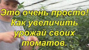 🍅 ПРОСТОЙ, но МОЩНЫЙ способ увеличить урожай томатов! Проверено лично! ✅