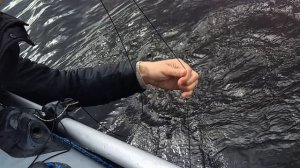 Охота на сома/рыбалка на сома