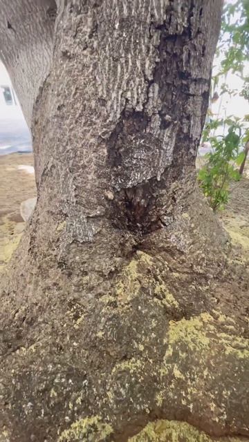 Дерево в Мериде. Мексика. смотреть онлайн