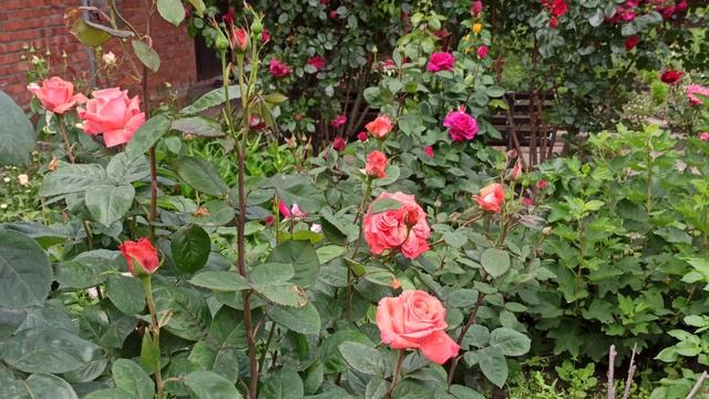 Обзор внутреннего цветника. Цветут розы! смотреть онлайн