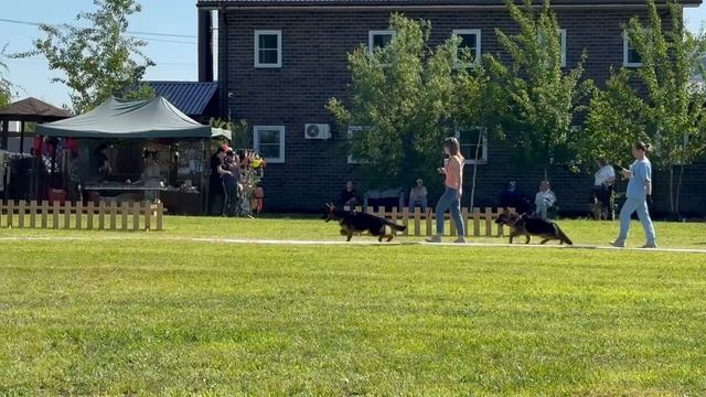 БЕБИ СУКИ / КЧК БРОННИЦЫ 25 мая`25 F.Bogoeski, О.Васильев Моно немецких овчарок