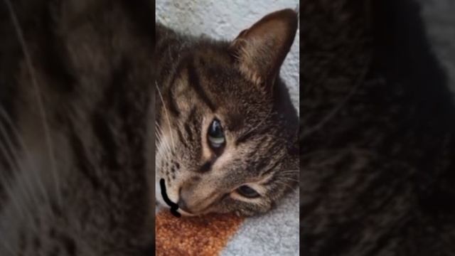 норм шаблон смотреть онлайн