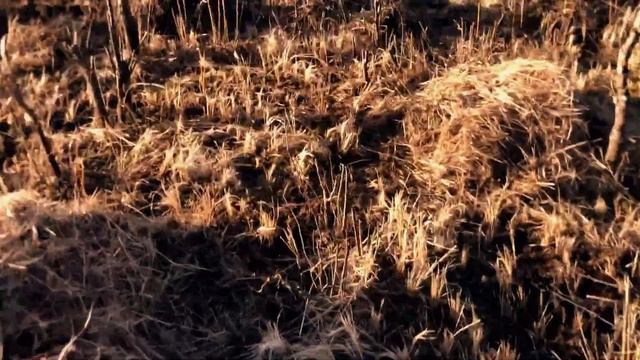 Как ИЗБАВИТЬСЯ ОТ ПОРОСЛИ деревьев и кустарников на у? смотреть онлайн