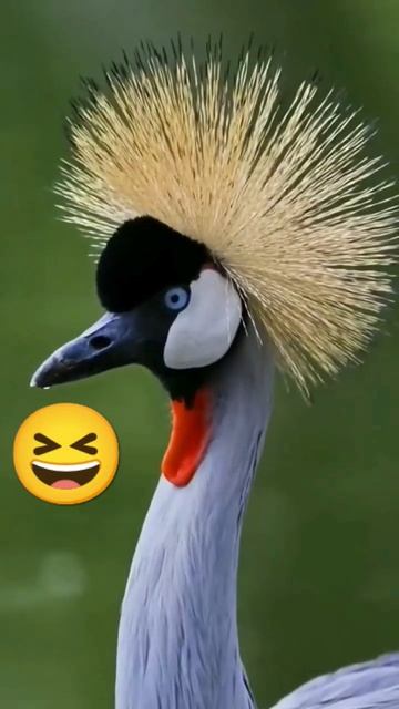 Птица счастья не должна быть красивой, она должна отпу смотреть онлайн