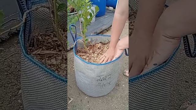 чем мульчировать торф в голубике?