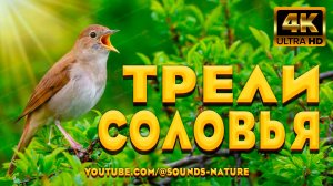 Трели Созданные Соловьём - Снимут Тревогу, Успокоят Нервную Систему И Окунут Вас В Крепкий Сон.