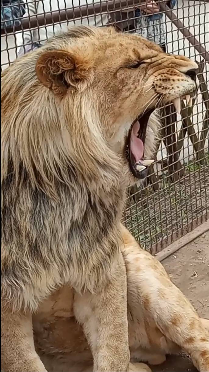 ШЕРХАН не лев, он подросточек. #шерхан_тайган #шерхан #лев #lion #zoo #юмор #shortvideo смотреть онлайн