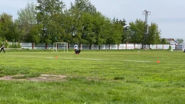 2 Отл. СС Марвил Юнион ТАЙФУН +++ №28 / КЧК УФА 17 мая`25 Н.Морева Моно немецких овчарок