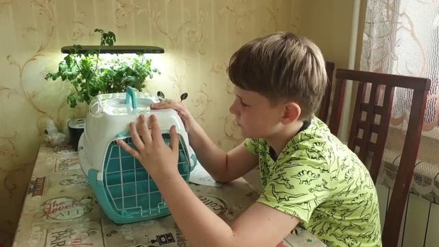 распоковка переноски смотреть онлайн