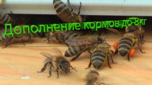 Дополнение кормов до 8 кг: секреты профессора Кашковского