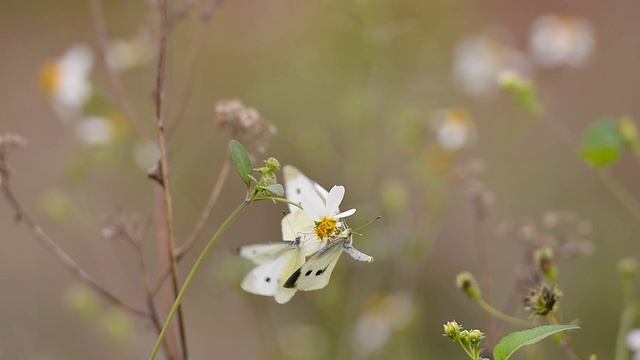 ФУТАЖ. Бабочки белянки