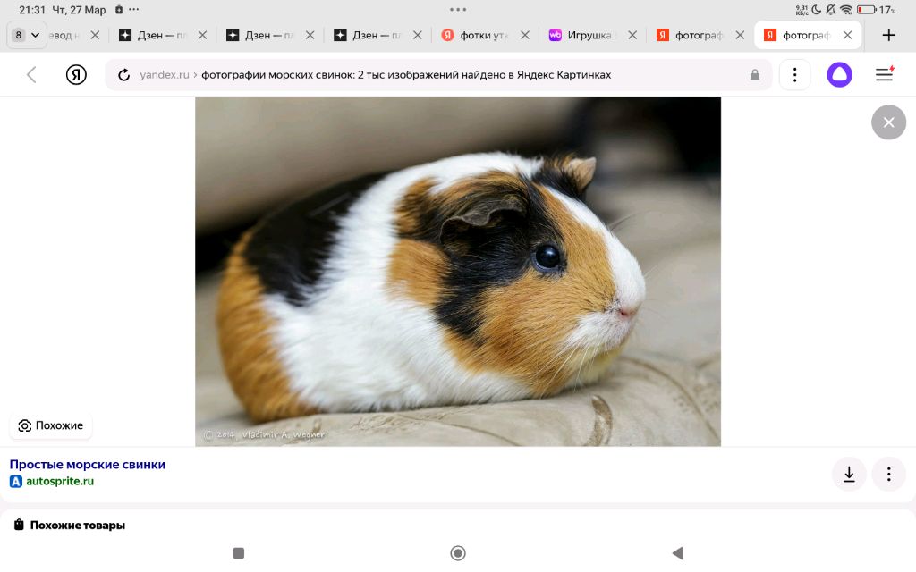 моя морская свинка