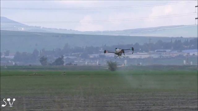 Pelicans and a drone fly over a field / Пеликаны и дрон летят над полем смотреть онлайн