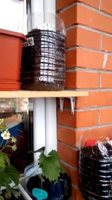 Огород на балконе - 4 мая. Начало смотреть онлайн