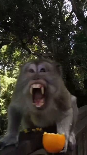 Как тигр делает? смотреть онлайн