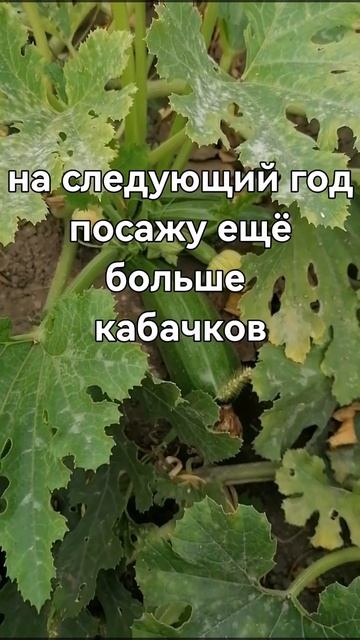 Заготовки завершили🍅🥒🍆#овощи на зиму смотреть онлайн