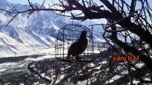 Овози кабк хангоми шикор дар кухсор Звук  во время охо?